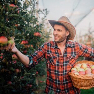 Man in a checked shirt picking apples Australian working visa